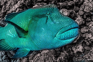Napoleon Wrasse/Photographed with a Tokina 10-17 mm fishe... by Laurie Slawson 
